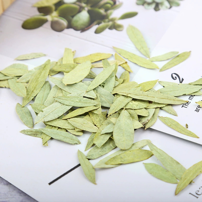 Premium Quality Natural Senna  - Candle Making Bath review and price